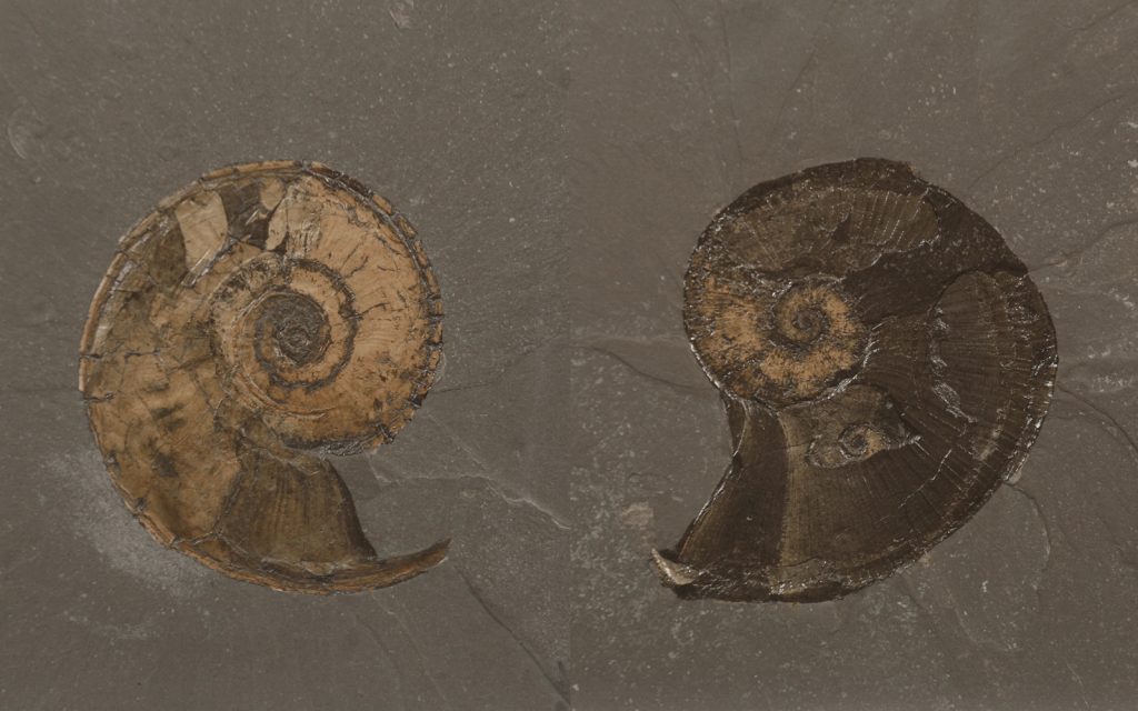 Ein Ammonit in der Mitte gespalten.