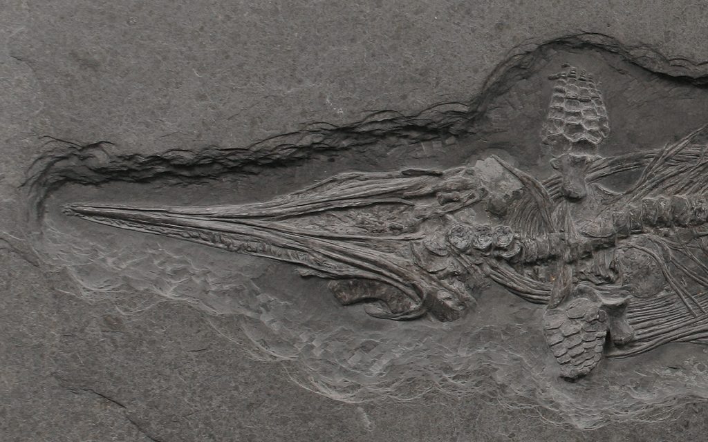 versteinerter Ichthyosaurier